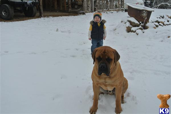 Stud Dogs - Mastiff